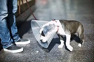 Hund mit Schutzkragen