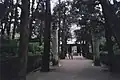 Wald der Familie Kong