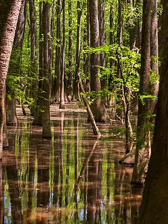 Cedar Creek