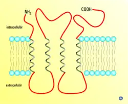 Connexine