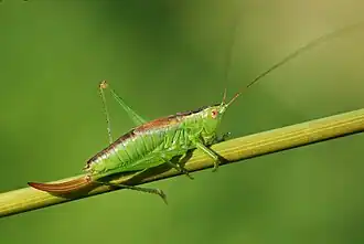 Kurzflügelige Schwertschrecke (Conocephalus dorsalis)