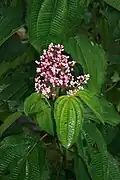 Conostegia subcrustulata