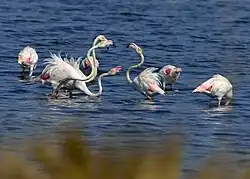 Flamingos in der Lagune
