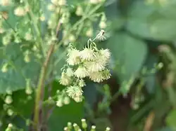 Conyza canadiensis
