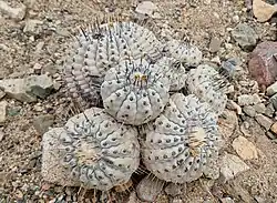 2026 Copiapoa cinerea