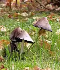 Der Falten-Tintling (Coprinus atramen­tarius) enthält Coprin.