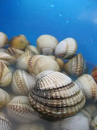 Gemeine Herzmuschel (Cerastoderma edule)