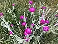 Kronen-Lichtnelke (Lychnis coronaria)