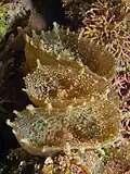 Scheibenanemonen