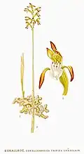 Corallorhiza trifida Abbildung in: C. A. M Lindman: Bilder ur Nordens Flora Stockholm (1917–1927) Tafel 418