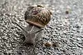 Gefleckte Weinbergschnecke bei Sarstedt, Niedersachsen; am Nachmittag eines regnerischen Tages auf einem befestigten Wirtschaftsweg.