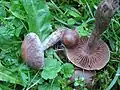 Gesägtblättriger Wasserkopf (Cortinarius serratissimus)