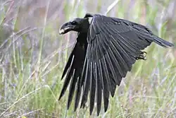 Foto eines fliegenden Geierraben