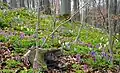 Habitat