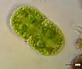 Cosmarium quadratum (68 × 37 µm)
