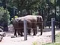 Elefantengehege
