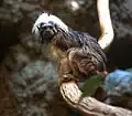 Lisztaffe (Saguinus oedipus)