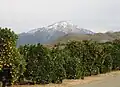 Orangenplantage in Kalifornien