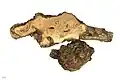 Museum specimen - holz
