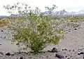 Kreosotbusch (Larrea tridentata)