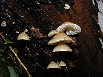 Gallertfleischiges Stummelfüßchen Crepidotus mollis