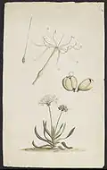 Crinum pedunculatum, Blütendetails und Samen oberhalb der Pflanze.