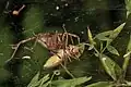 Labyrinthspinne mit Beute