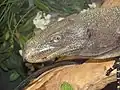 Papuawaran (Varanus salvadorii)