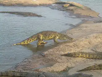 Zwei Reptilienarten mit typischem „Echsenhabitus“, die mit den Lacertiliern eher entfernt verwandt sind. Links: Nilkrokodil (Crocodylus niloticus). Rechts: †&nbsp;Belebey vegrandis (Lebendrekonstruktion), ein Vertreter der Parareptilien aus dem Perm von Russland.