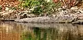 Nilkrokodil im Kafue