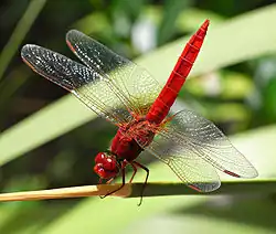 Crocothemis erythraea ♂