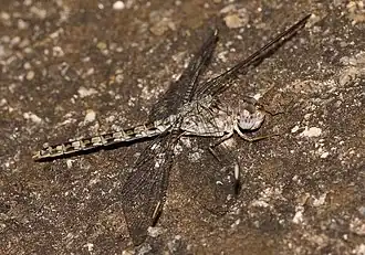 Crocothemis saxicolor ♀