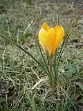 Seitenansicht der Blüte