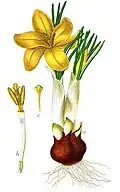 Abbildung aus der Deutschlands Flora in Abbildungen