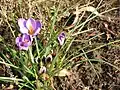 Innen- und Außenseite der Blüten