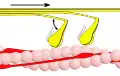 Phase 2 – Myosinköpfchen (gelb) spalten ATP zu ADP und Phosphat und führen dabei ihren Kraftschlag aus. Das gebundene Aktin wird dabei in Richtung des Kraftschlags verschoben. Der angedeutete Winkel beträgt etwa 50°.