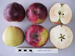 Jamba