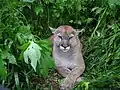 Puma mit gekreuzten Pfoten und angelegten Ohren