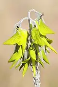 Green Birdflower