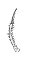 Die zweite Antenne von Gammarus locusta.