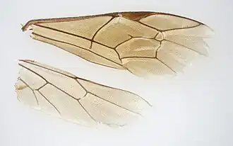 Flügel