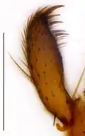 Gonostylus