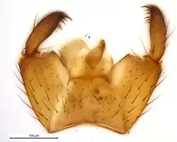 Hypopygium