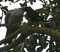 Ein Jungvogel wird gefüttert