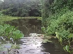 Nebenflüsse: Rio Cuiabá im Mato Grosso,