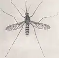 Die Flügel sind mit verschwommenen Flecken gezeichnet