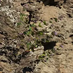 Cunila origanoides