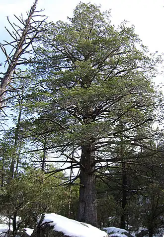 Untergattung Hesperocyparis: Arizona-Zypresse (Cupressus arizonica)