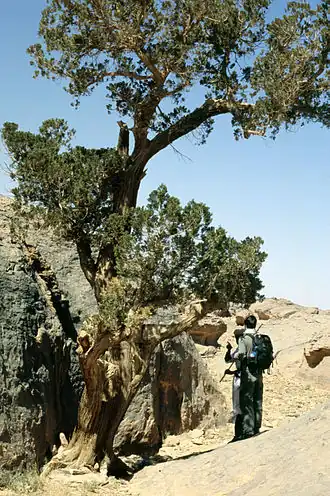 Untergattung Cupressus: Sahara-Zypresse (Cupressus dupreziana)