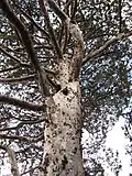 Untergattung Hesperocyparis: Guadalupe-Zypresse (Cupressus guadalupensis)